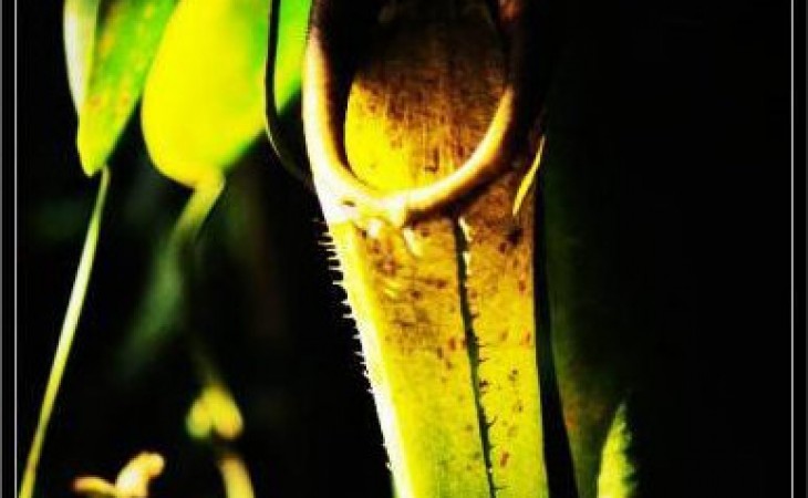 猪,早就懂了。 猪,早就懂了。