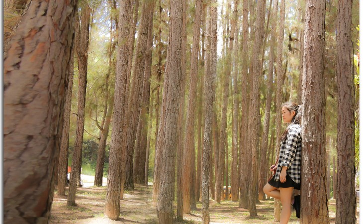 山中茶园-紫藤竹林。随拍 山中茶园-紫藤竹林。随拍