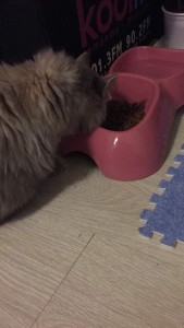 WhatsApp Image 2017-08-30 at 21.12.56